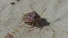 Stagonomus bipunctatus pusillus